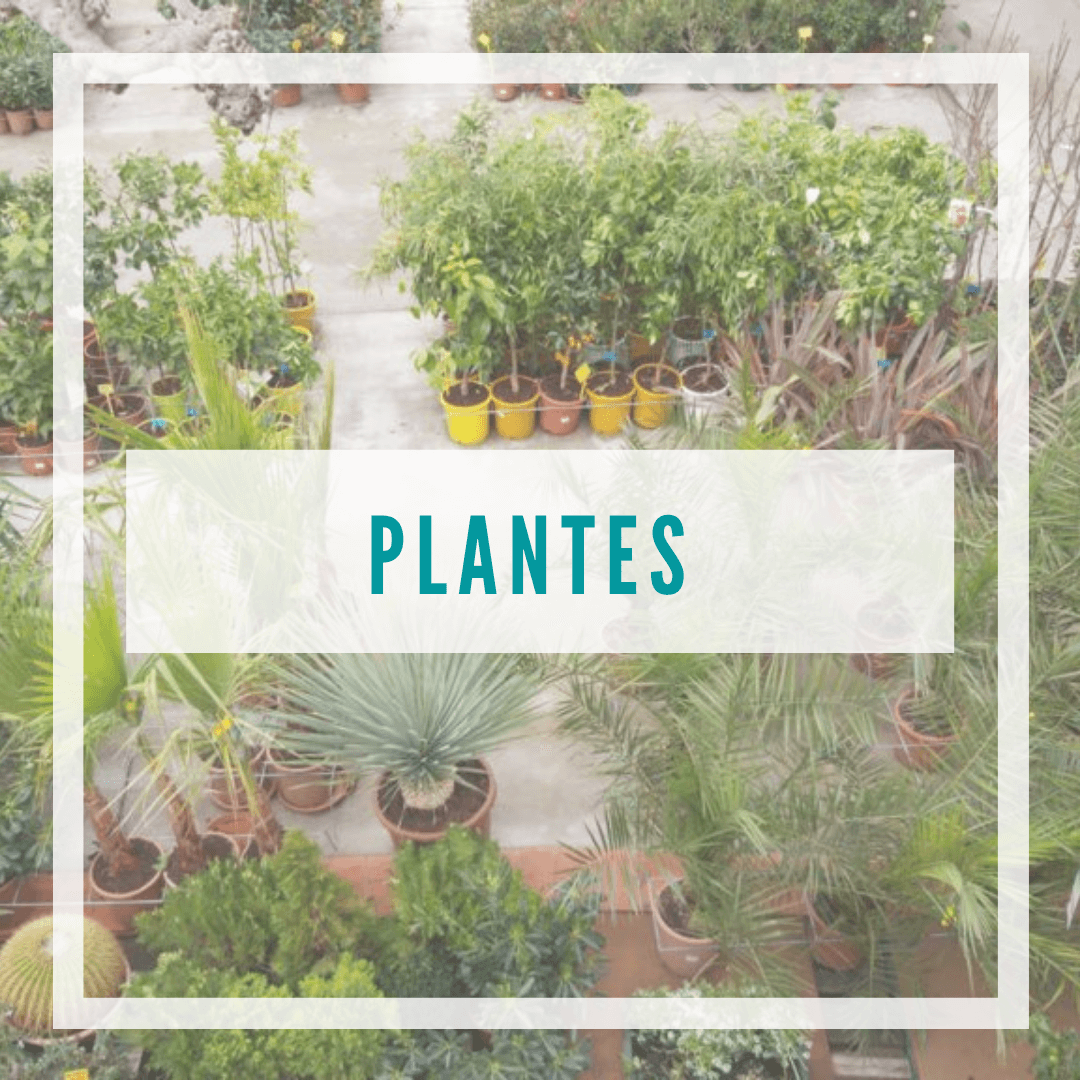 Plantes