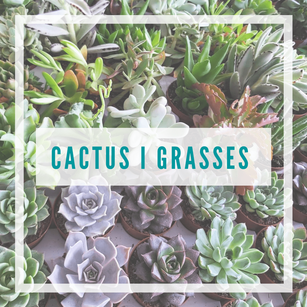 cactus i grasses